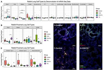 Fetal Tracheal Occlusion Increases Lung Basal Cells via Increased Yap Signaling